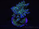 WYSIWYG-Acropora sp AUSTRALIE Minicolonie 14
