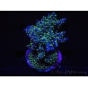 WYSIWYG-Acropora sp AUSTRALIE Minicolonie 14