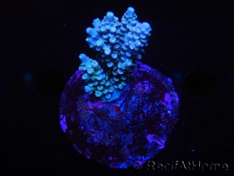 WYSIWYG-Acropora sp AUSTRALIE Minicolonie 15