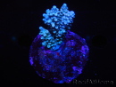WYSIWYG-Acropora sp AUSTRALIE Minicolonie 15