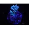 WYSIWYG-Acropora sp AUSTRALIE Minicolonie 15