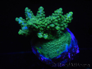 WYSIWYG-Acropora sp AUSTRALIE Minicolonie 16