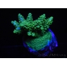 WYSIWYG-Acropora sp AUSTRALIE Minicolonie 16