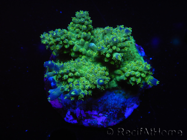 WYSIWYG-Acropora sp AUSTRALIE Minicolonie 17