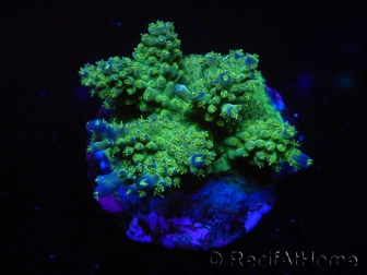WYSIWYG-Acropora sp AUSTRALIE Minicolonie 17