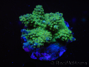 WYSIWYG-Acropora sp AUSTRALIE Minicolonie 17