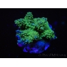 WYSIWYG-Acropora sp AUSTRALIE Minicolonie 17