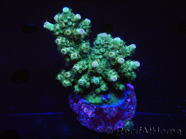 WYSIWYG-Acropora sp AUSTRALIE Minicolonie 18