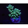 WYSIWYG-Acropora sp AUSTRALIE Minicolonie 18