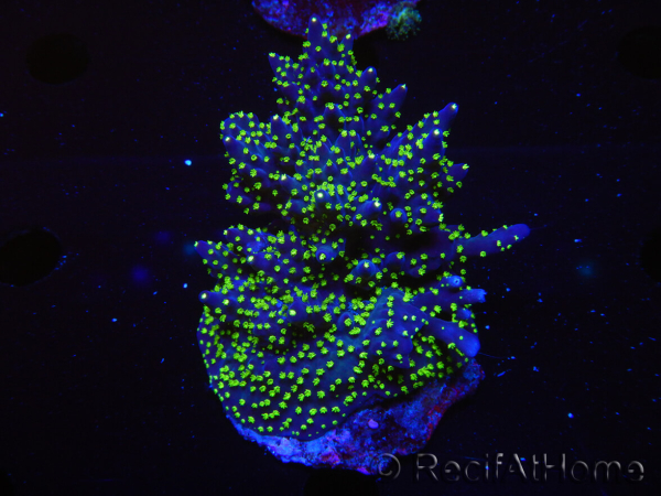WYSIWYG-Acropora sp AUSTRALIE Minicolonie 19