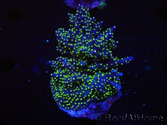 WYSIWYG-Acropora sp AUSTRALIE Minicolonie 19