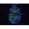 WYSIWYG-Acropora sp AUSTRALIE Minicolonie 19