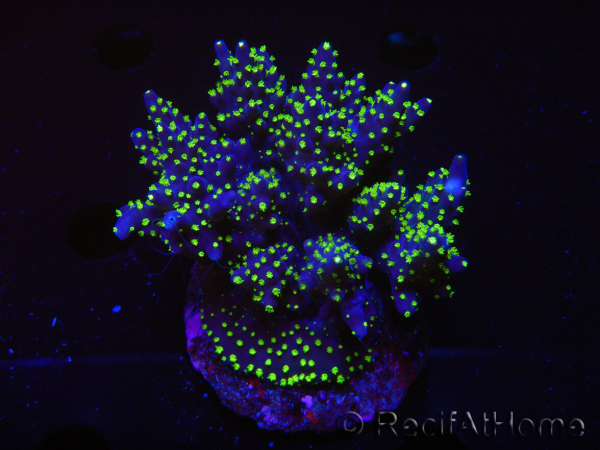 WYSIWYG-Acropora sp AUSTRALIE Minicolonie 20