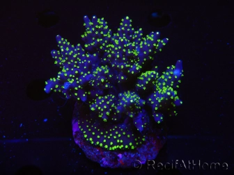 WYSIWYG-Acropora sp AUSTRALIE Minicolonie 20