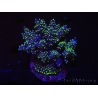 WYSIWYG-Acropora sp AUSTRALIE Minicolonie 20