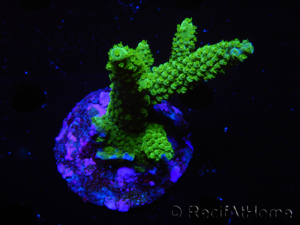 WYSIWYG-Acropora sp AUSTRALIE Minicolonie 21