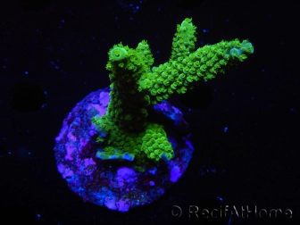 WYSIWYG-Acropora sp AUSTRALIE Minicolonie 21