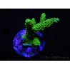 WYSIWYG-Acropora sp AUSTRALIE Minicolonie 21