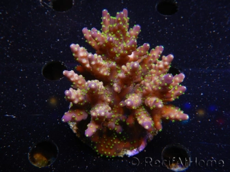 WYSIWYG-Acropora sp AUSTRALIE Minicolonie 4
