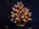 WYSIWYG-Acropora sp AUSTRALIE Minicolonie 4