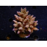 WYSIWYG-Acropora sp AUSTRALIE Minicolonie 4