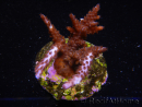 WYSIWYG-Acropora sp AUSTRALIE Minicolonie 5