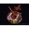 WYSIWYG-Acropora sp AUSTRALIE Minicolonie 5