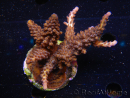 WYSIWYG-Acropora sp AUSTRALIE Minicolonie 6