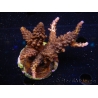 WYSIWYG-Acropora sp AUSTRALIE Minicolonie 6