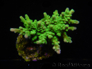 WYSIWYG-Acropora sp AUSTRALIE Minicolonie 7