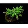 WYSIWYG-Acropora sp AUSTRALIE Minicolonie 7