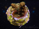 WYSIWYG-Acropora sp AUSTRALIE Minicolonie 8