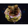 WYSIWYG-Acropora sp AUSTRALIE Minicolonie 8