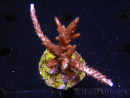 WYSIWYG-Acropora sp AUSTRALIE Minicolonie 9