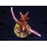 WYSIWYG-Acropora sp AUSTRALIE Minicolonie 9