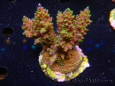 WYSIWYG-Acropora sp AUSTRALIE Minicolonie 10