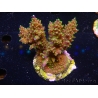 WYSIWYG-Acropora sp AUSTRALIE Minicolonie 10
