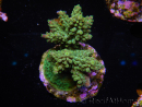 WYSIWYG-Acropora sp AUSTRALIE Minicolonie 11