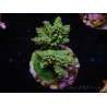 WYSIWYG-Acropora sp AUSTRALIE Minicolonie 11