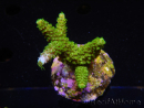 WYSIWYG-Acropora sp AUSTRALIE Minicolonie 12
