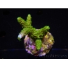 WYSIWYG-Acropora sp AUSTRALIE Minicolonie 12