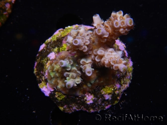 WYSIWYG-Acropora sp AUSTRALIE Minicolonie 13