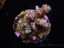 WYSIWYG-Acropora sp AUSTRALIE Minicolonie 13