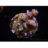 WYSIWYG-Acropora sp AUSTRALIE Minicolonie 13