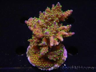 WYSIWYG-Acropora sp AUSTRALIE Minicolonie 14