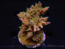 WYSIWYG-Acropora sp AUSTRALIE Minicolonie 14