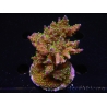 WYSIWYG-Acropora sp AUSTRALIE Minicolonie 14