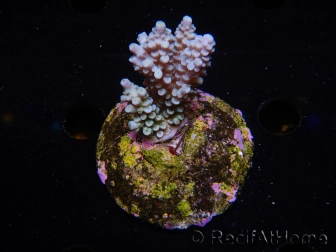 WYSIWYG-Acropora sp AUSTRALIE Minicolonie 15
