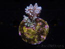 WYSIWYG-Acropora sp AUSTRALIE Minicolonie 15