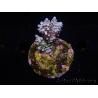 WYSIWYG-Acropora sp AUSTRALIE Minicolonie 15
